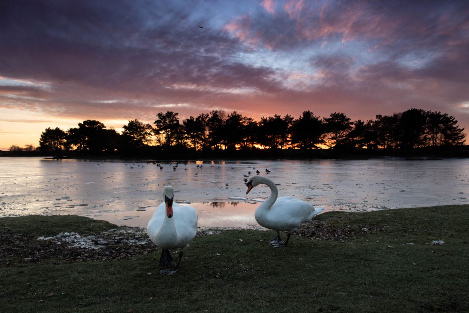 Hatchett Pond, Hampshire